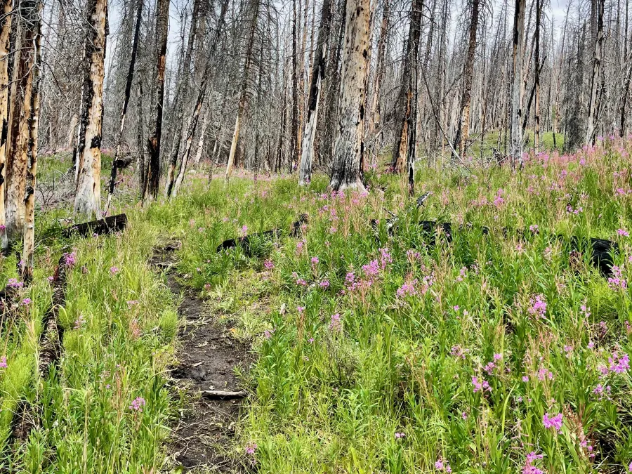 Fireweed in a burnt forest