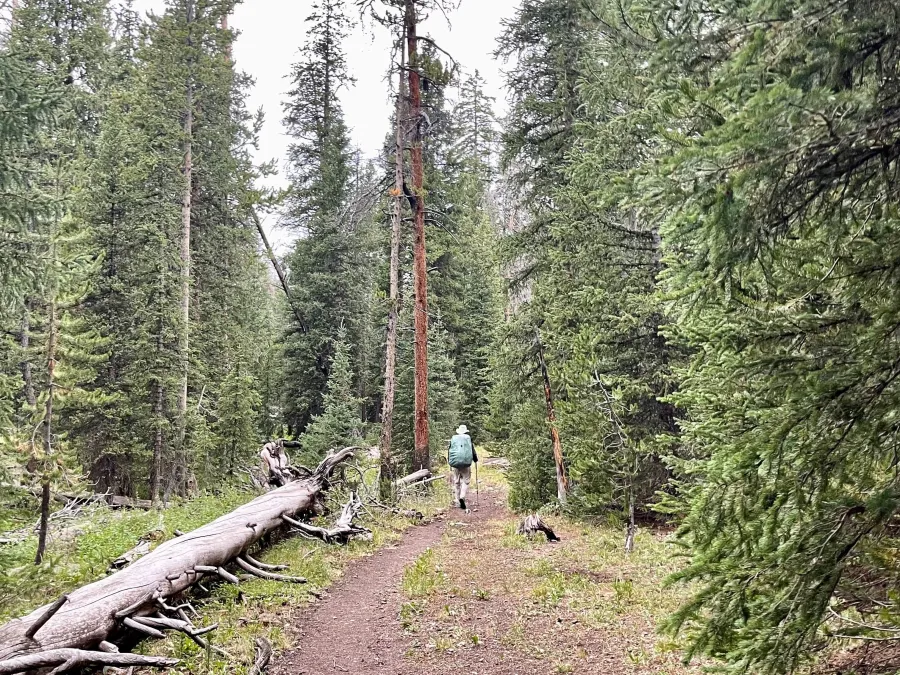 Top O' walking through a forest
