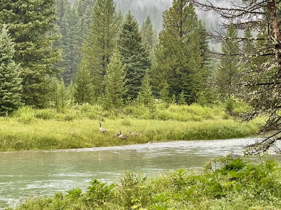 Canada geese on Green River