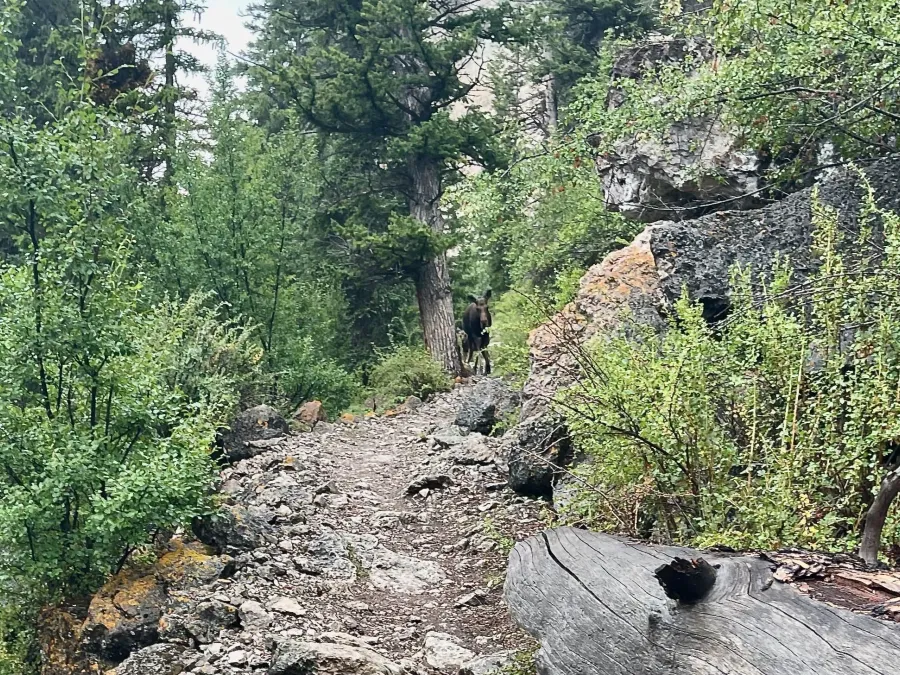 A female moose and calf approach on a narrow trail