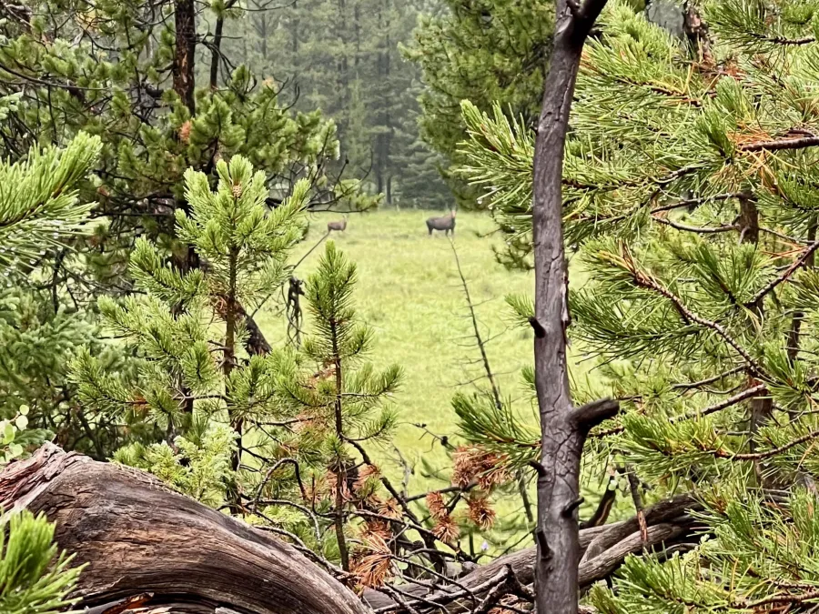 Either moose or elk, I'm not sure