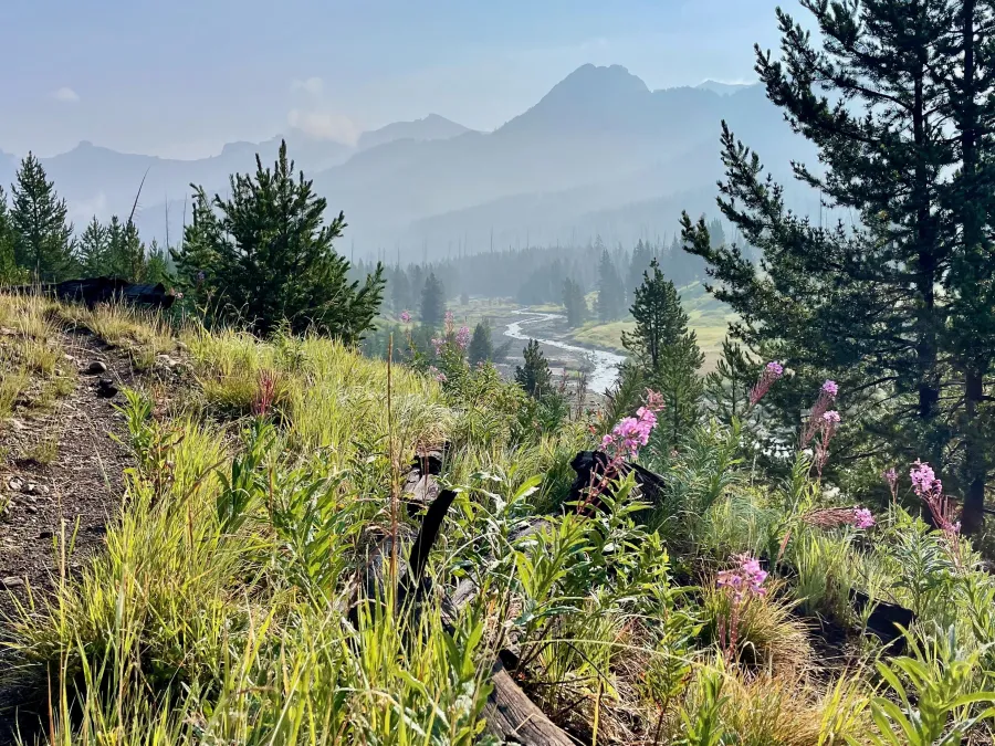 Fireweed and Eagle Peak