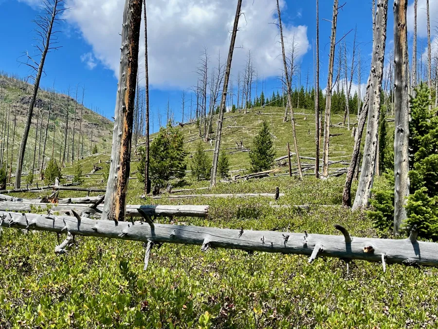 Dead trees
