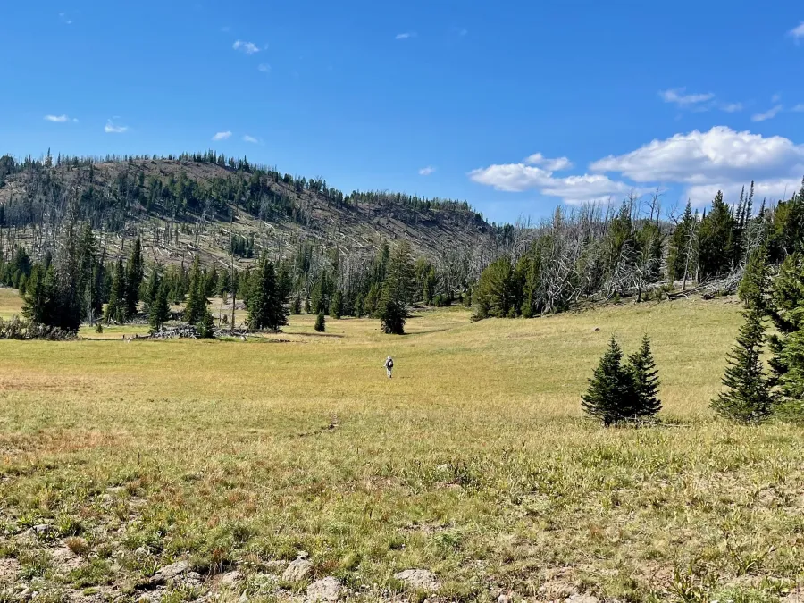 Top O' walks through a wide meadow