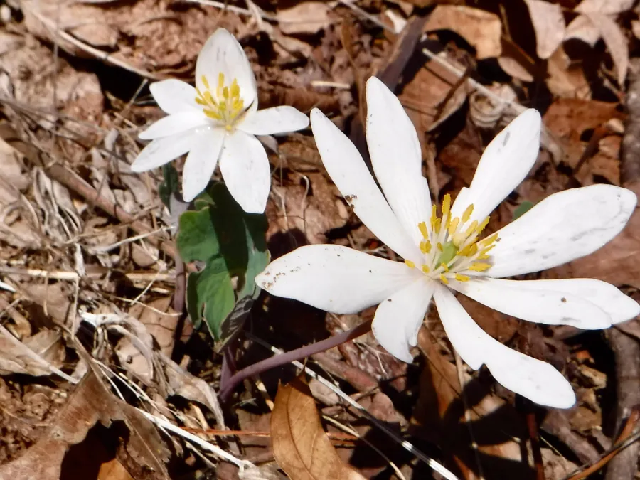 Bloodroot