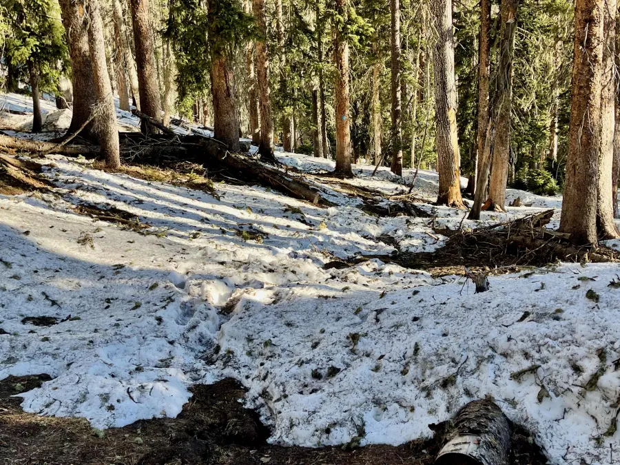 Dirty snow on the CDT