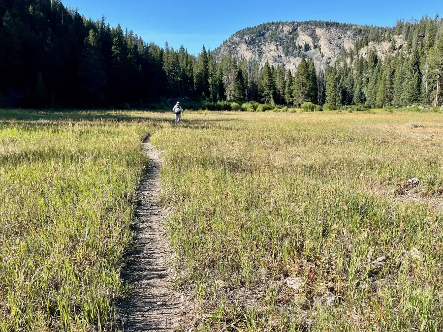 Walking across a meadow in Yellowstone National Park