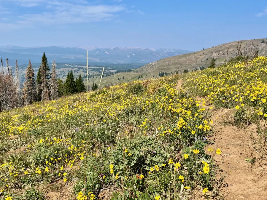 Yellow wildflowers on a grassy hill