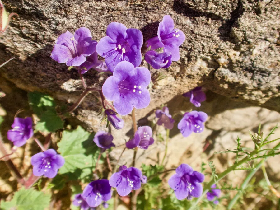 blue phacelia