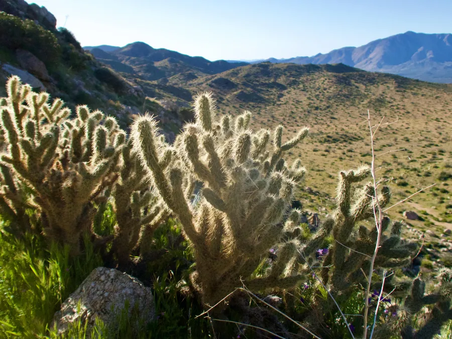 Cactus with a view