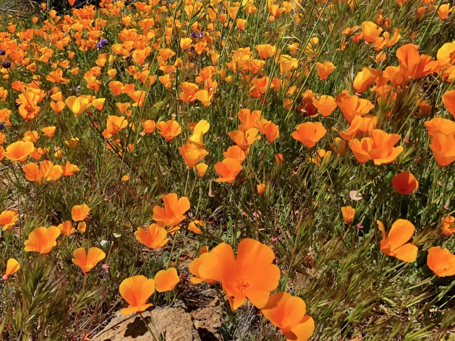 Field of California poppies