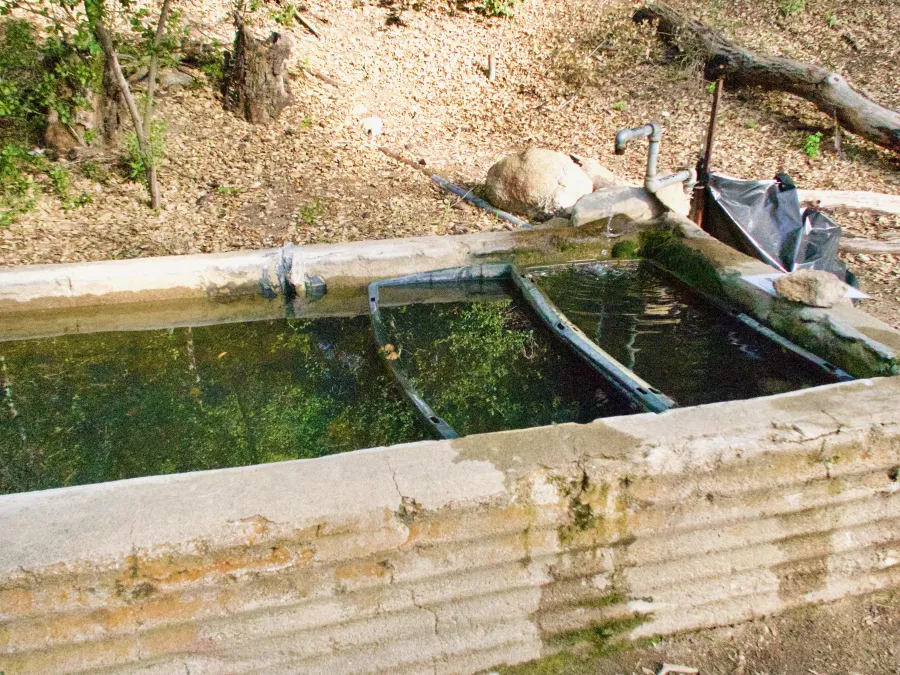 Horse trough of water