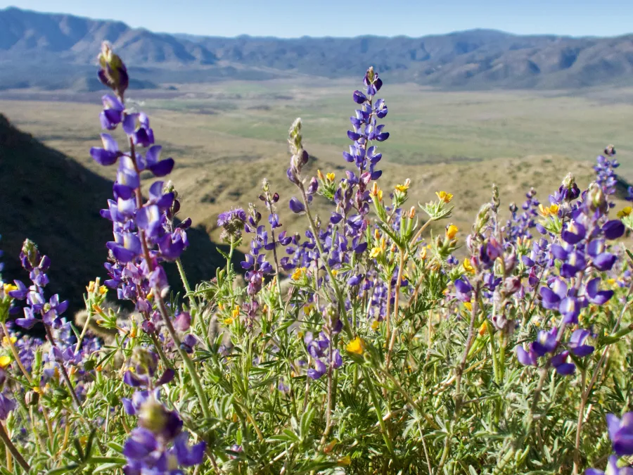 Lupines with yellow flowers