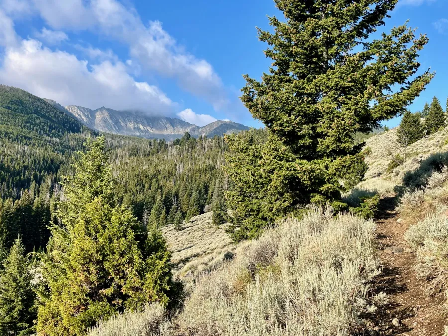 The trail climbs to an open patch on a slope