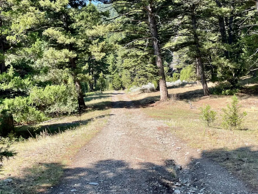 A rutted old road through a forest