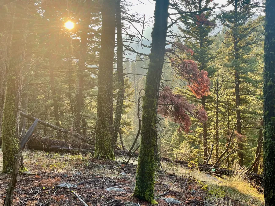 Morning sun shines through tall, slender trees
