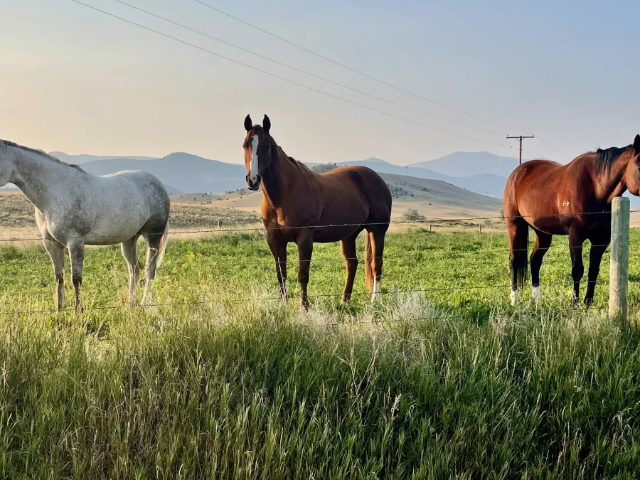 Three horses stand at a fence