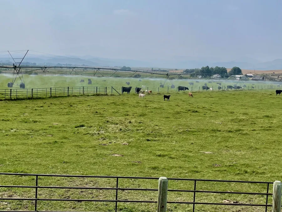 Cattle stand under an agricultural sprinkler