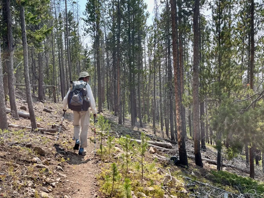 Top O' walks in a forest