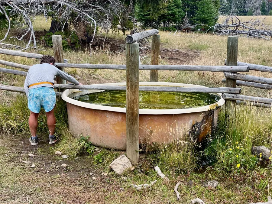 A cow tank filled with murky water