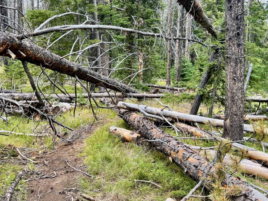 Downed dead trees block the trail