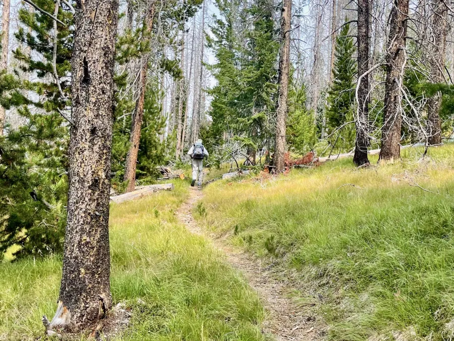 Grass grows on either side of the trail