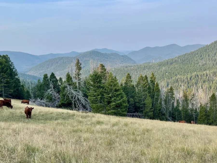 A mountain meadow with a view of distant mountains