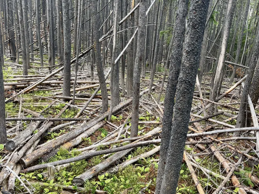 Cut trees scattered on the ground