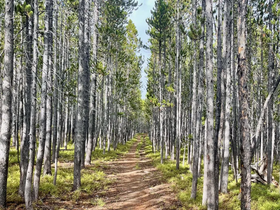 Dappled sun across the trail