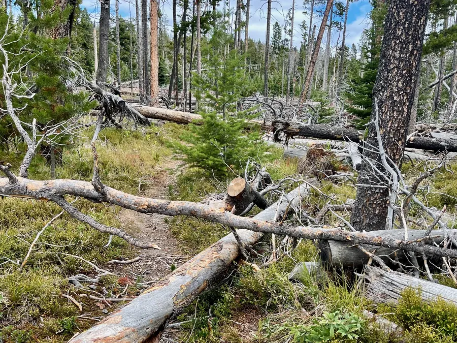 Blowdowns across a trail