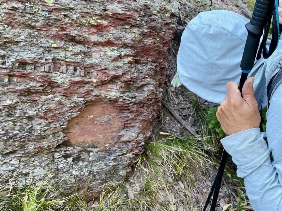 Polecat stops to look at a rock