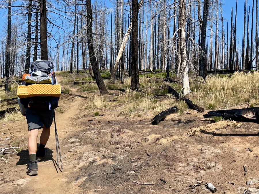 Polecat hikes ahead