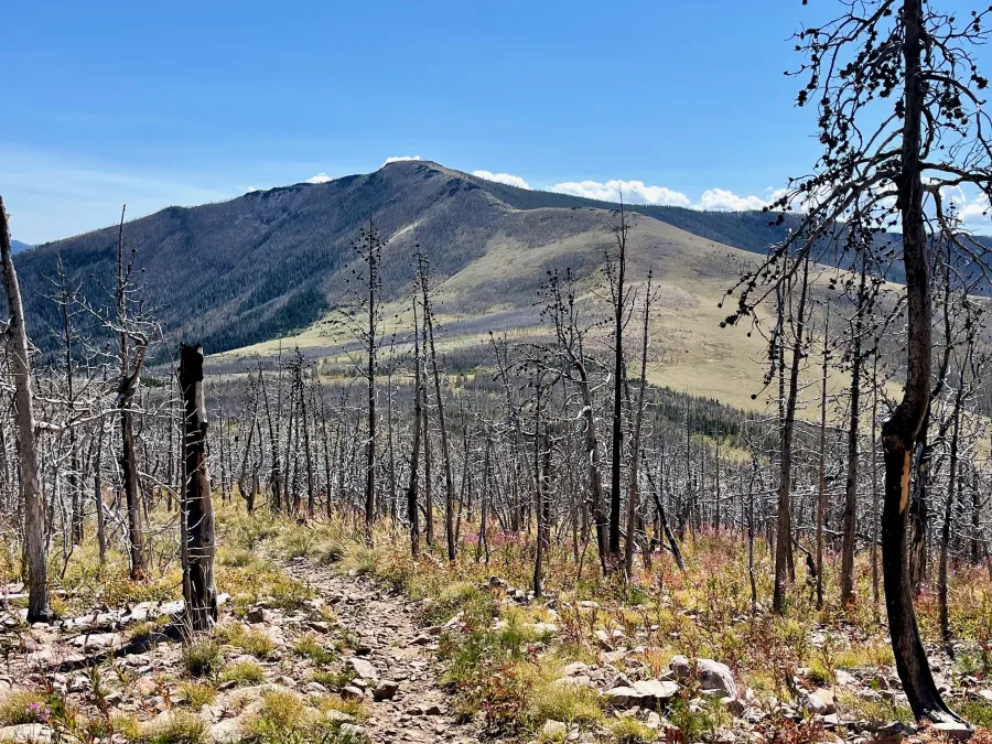 Burnt trees