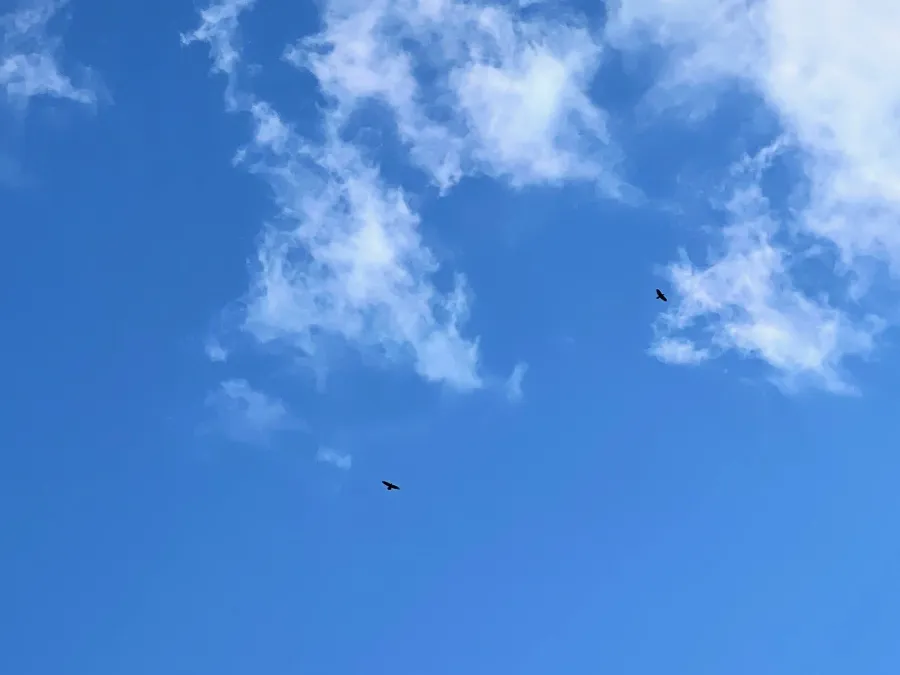 Birds circle in the sky