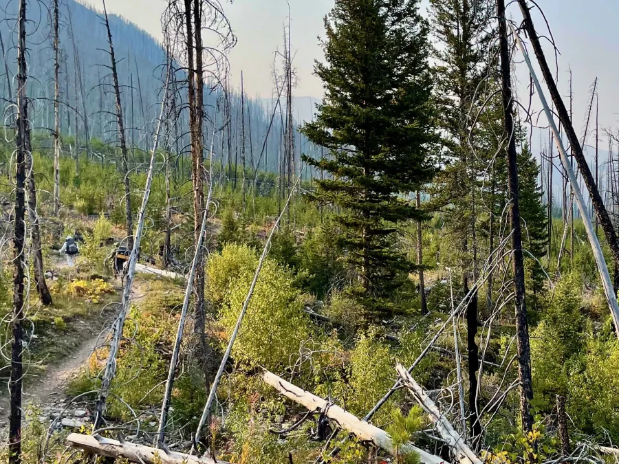 Burnt, dead trees along the trail
