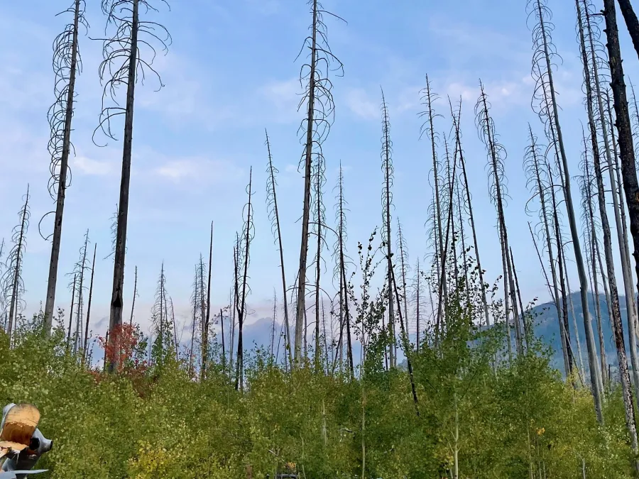 Dead, burnt trees