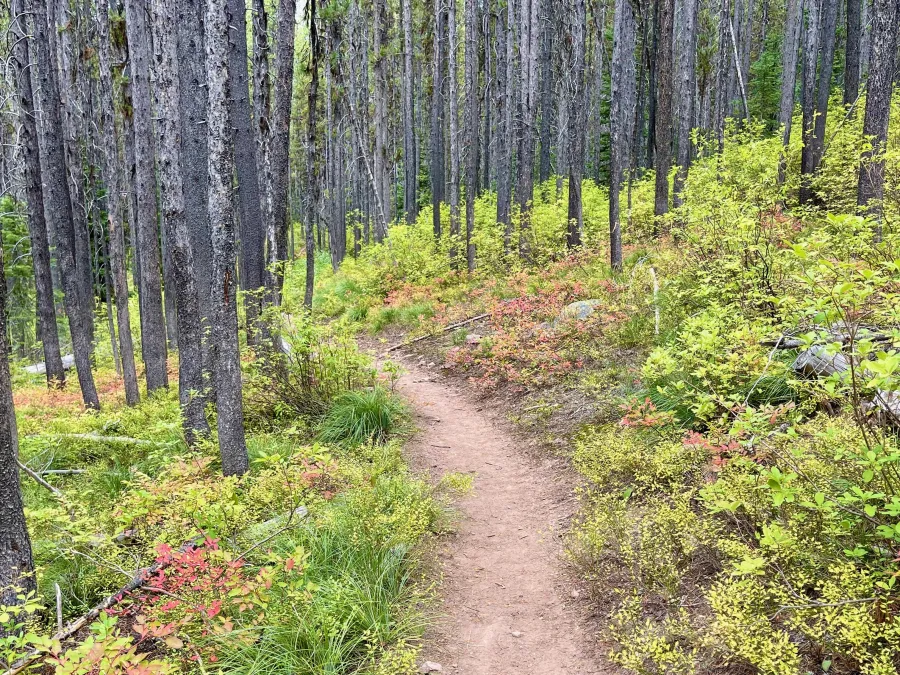 Yellow and red leaves along the CDT in Montana 