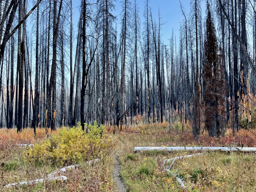 Burnt, dead trees