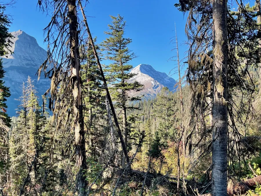 Snow on Mount Jackson