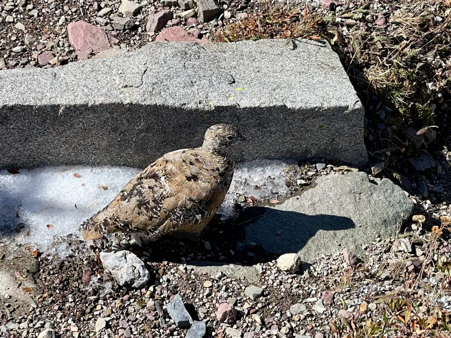 A ptarmigan