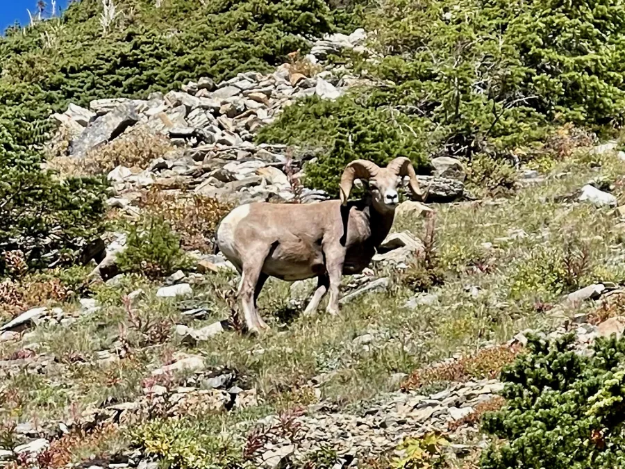 A ram grazing on a mountainside