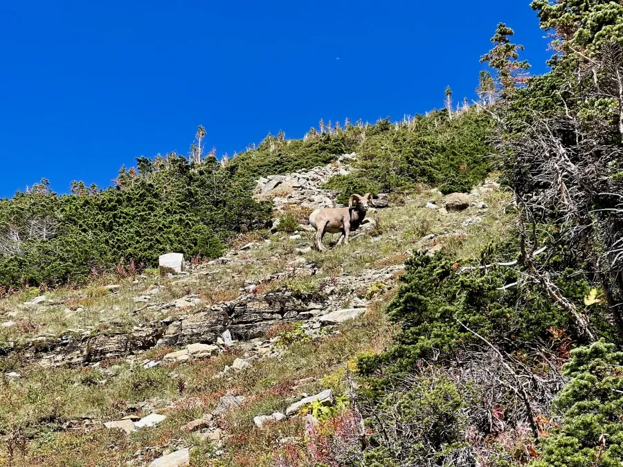 A ram grazing on a mountainside