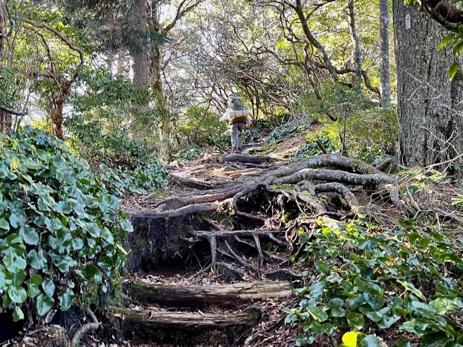 Gnarly roots on the trail
