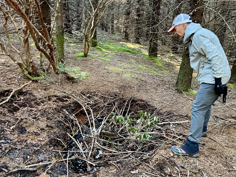 Polecat inspects a sinkhole