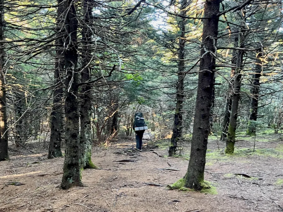 A spruce-fir forest