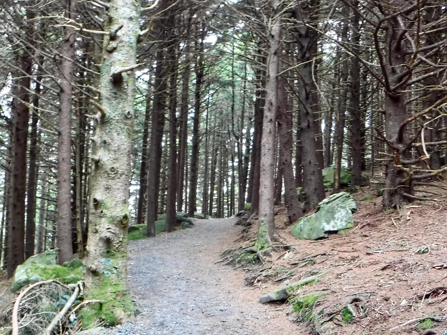 Trees at Carver's Gap