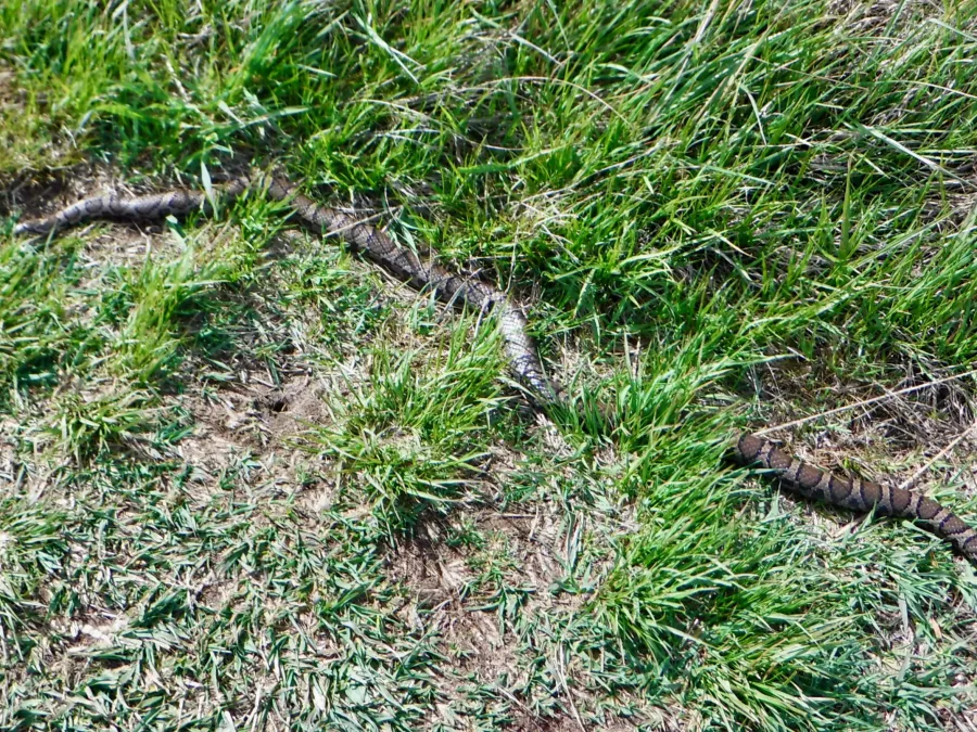 Corn snake