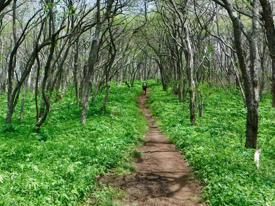 Greening trail