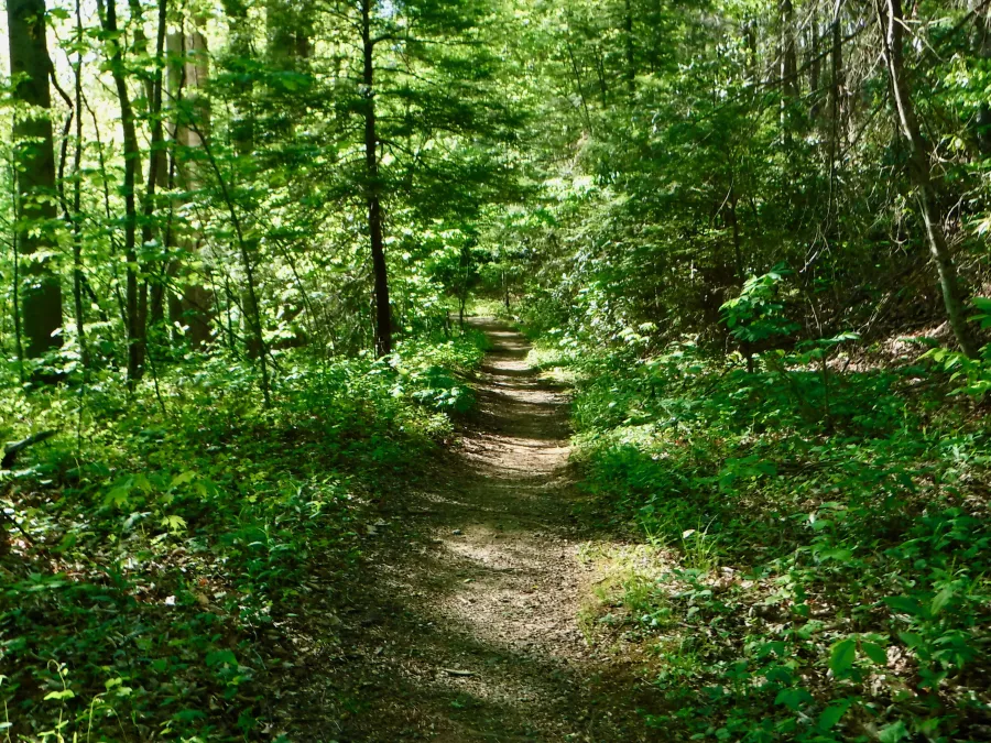 In the Wilder Mine area