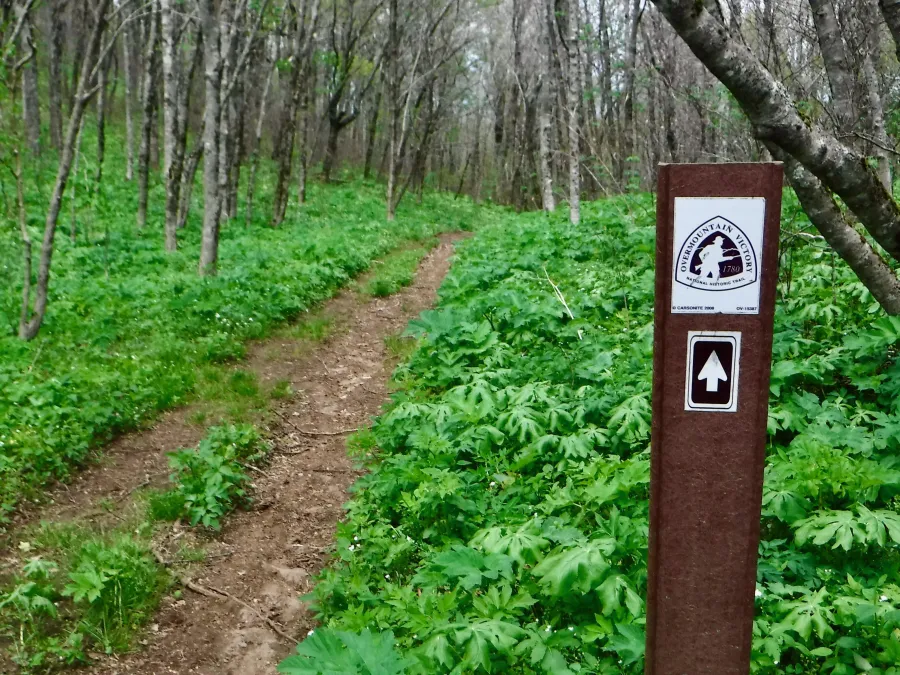 Overmountain Trail at Yellow Mountain Gap